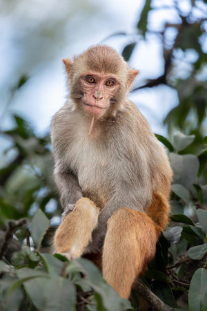 Curious Rhesus Macaque Sitting Calmly on a Tree Branch