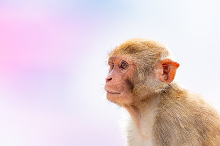 Rhesus Macaque in Profile Under Soft Lightの写真素材