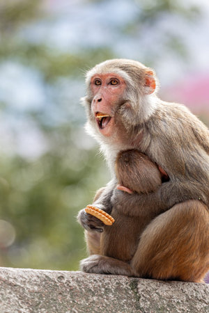 Mother monkey lovingly holds her baby while curiously examining a biscuit at Pashupatinath Temple,...