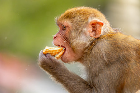 Close-up of a Monkey Enjoying a Biscuit at Pashupatinath Temple in Kathmandu, Nepal â€“...