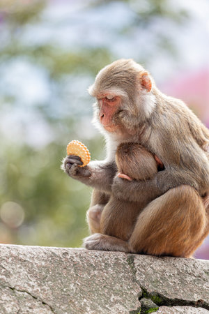 Mother monkey lovingly holds her baby while curiously examining a biscuitの写真素材