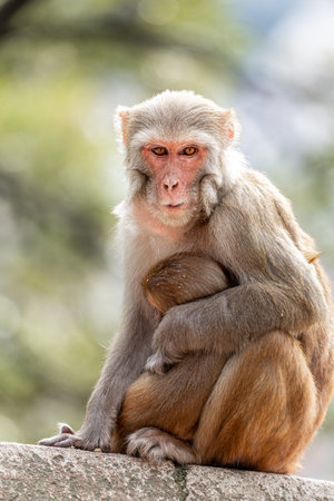 Protective mother monkey gazes calmly while embracing her baby at sacred temple, Nepalの写真素材