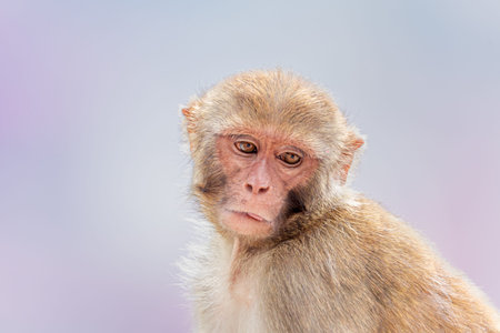 Thoughtful Rhesus Macaque Gazing into Distance at Pashupatinath Temple, Kathmandu, Nepalの写真素材