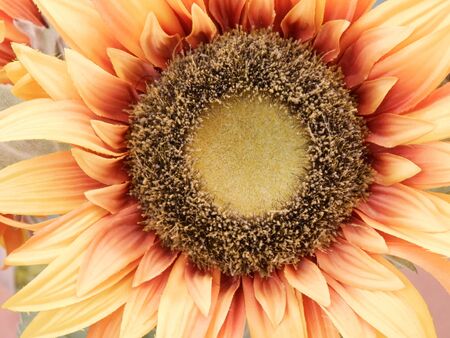 Large bright sunflower flower.の写真素材