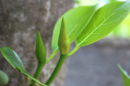 The soft leavesの写真素材
