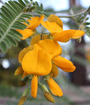 Sesbaniaの写真素材