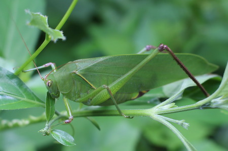 Tettigoniidaeの写真素材