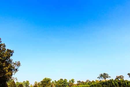 blue sky background, and forest it beautifulの写真素材