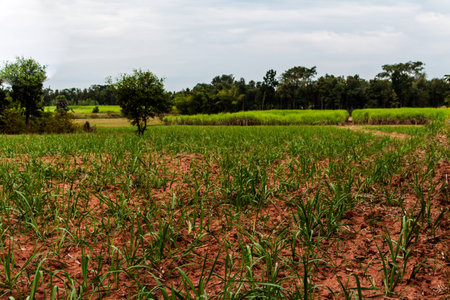 Recently sugarcane seedlings grown in fields.の写真素材