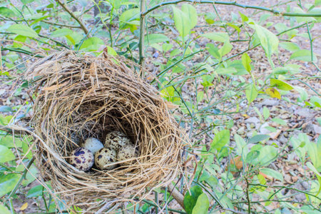 Grass nest with fives small eggs in a tree in winterの写真素材