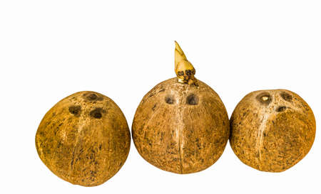 Old coconut  isolated on white with clipping pathの写真素材