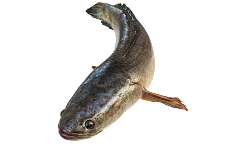 striped snakehead fish  isolated on white with clipping pathの写真素材