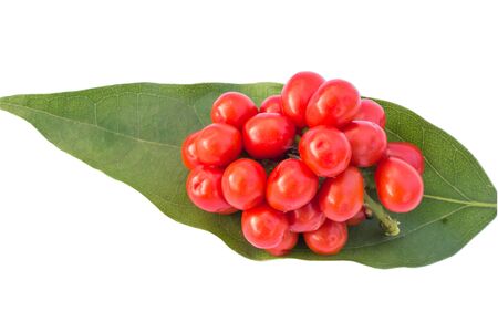 Tiliacora Triandra seeds  isolated on white with clipping pathの写真素材