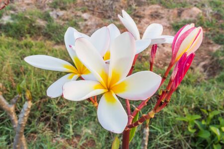 Plumeria flowerの写真素材