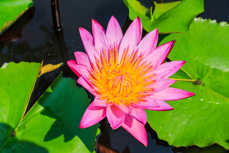 Lotus flowerの写真素材