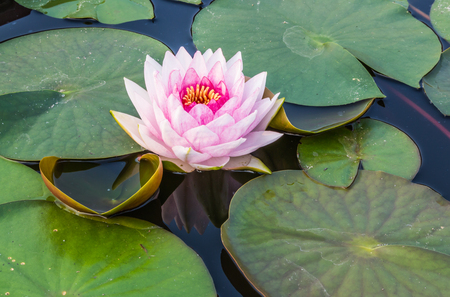 any of a number of large water lilies, in particular.の写真素材
