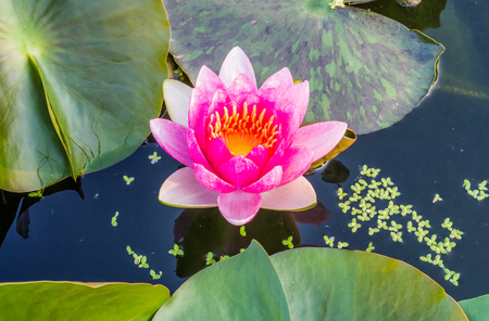 any of a number of large water lilies, in particular.の写真素材