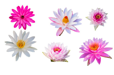 Purple Lotus on isolated white  background. の写真素材