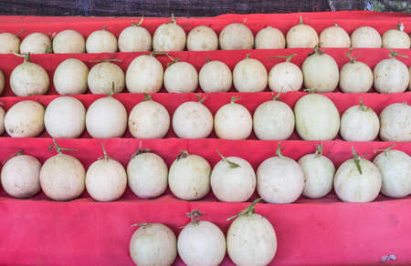 a small, round melon of a variety with orange flesh and ribbed skinの写真素材
