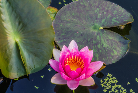 any of a number of large water lilies, in particular.の写真素材