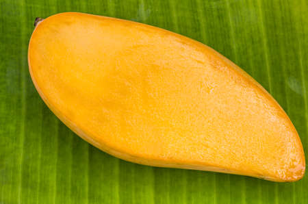 ripe mangoesの写真素材