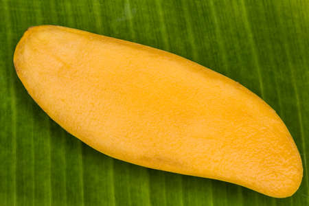 ripe mangoesの写真素材