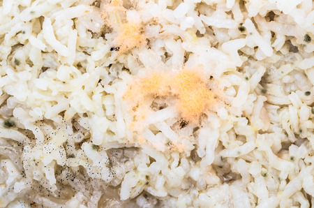fungus on riceの写真素材