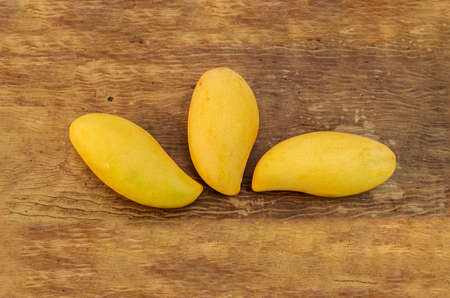 ripe mangoesの写真素材