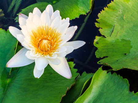White Lotusの写真素材