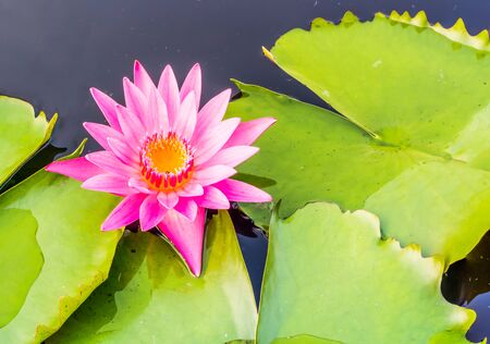 Pink Lotusの写真素材