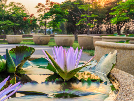 Lotusの写真素材