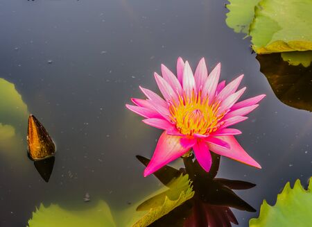 Pink Lotusの写真素材