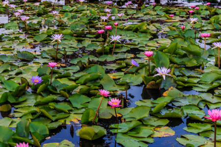 Lotus in the pondの写真素材