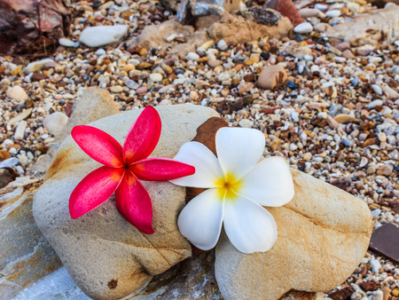 Plumeria spp. (frangipani flowers, Frangipani, Pagoda tree or Temple tree) on natural light backgroundの写真素材