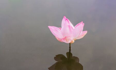 Lotusの写真素材