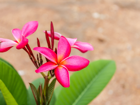 Plumeria spp. frangipani flowers Frangipani Pagoda tree or Temple tree on natural light backgroundの写真素材