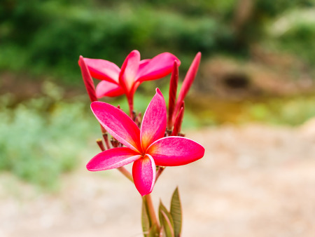 Plumeria spp. frangipani flowers Frangipani Pagoda tree or Temple tree on natural light backgroundの写真素材