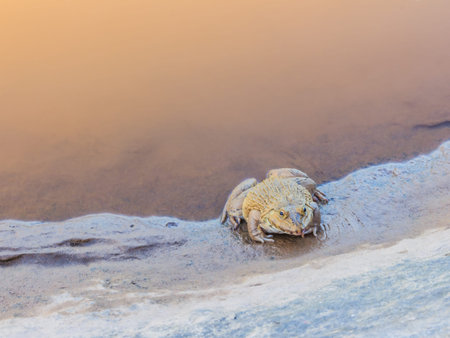 Frog in the pond stock photoの写真素材