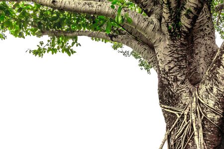 Banyan tree isolated on white background stock photoの写真素材
