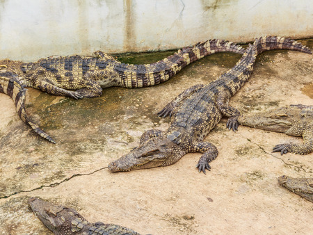 farms Crocodiles. Sleeping crocodiles stock photoの写真素材