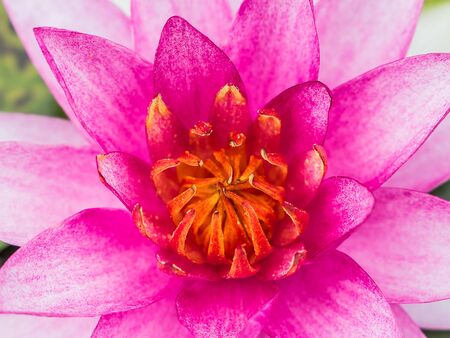 blossom lotus flower in pondの写真素材