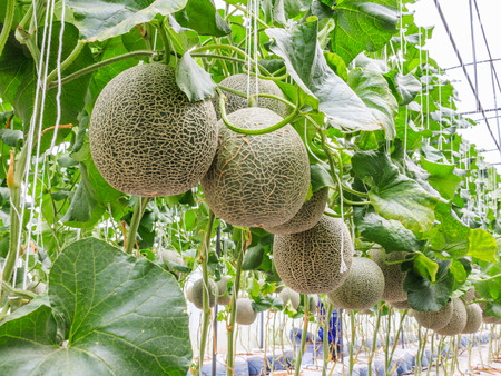 Cantaloupe melons growing in a greenhouse supported by string melon nets stock photoの写真素材