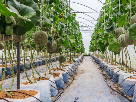 Cantaloupe melons growing in a greenhouse supported by string melon nets stock photoの写真素材