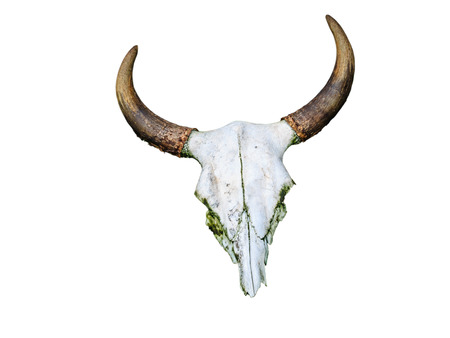 White head skull of asia cow isolate white background の写真素材