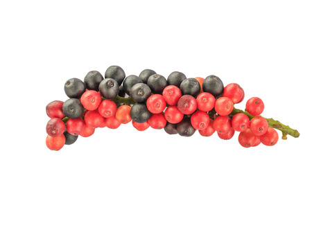 Antidesma thwaitesianum Mull.Arg ., Ma-mao water thai name of the Isan region of Thailand fruit with medicinal properties isolate white background with clipping pathの写真素材