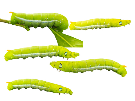 Collection o fcaterpillar isolate white background with clipping pathの写真素材