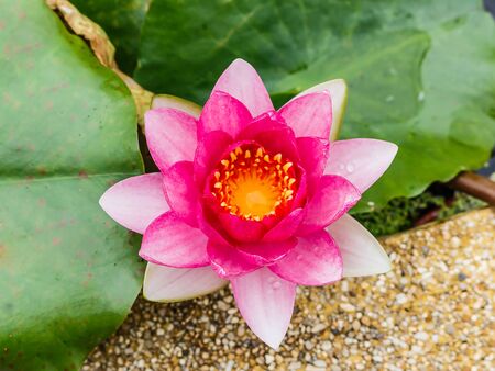 blossom lotus flower in pondの写真素材