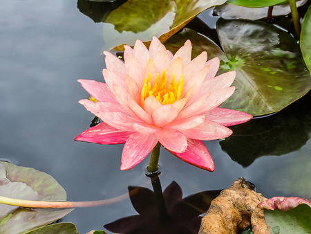 blossom lotus flower in pondの写真素材