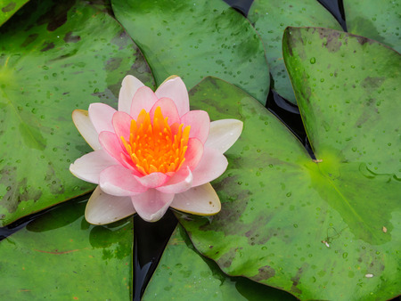 blossom lotus flower in pondの写真素材