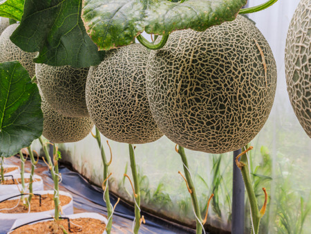 Cantaloupe melons growing in a greenhouse supported by string melon nets stock photoの写真素材
